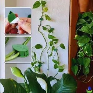 Clips pour plantes grimpantes